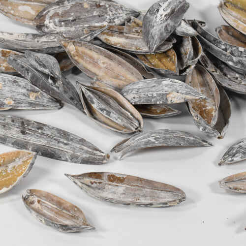 Натурални шушулки изсушени сиви 40бр. / 12 см - LB11094