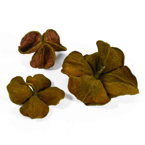 Зелен сух лотос цвете 10бр. - GDF22450